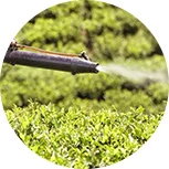 Fertilizer/Regulator