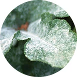 Surfactants